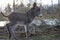 Colt walking in forest