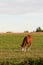 Colt with a white blaze face grazing in the early morning