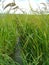 Coltivazione di riso rosso in Provenza Francia