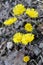 Coltsfoot