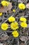 Coltsfoot