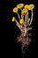 Coltsfoot on the black background