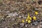 Coltsfoot blooms in park, close-up