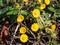 Coltsfoot blooms in the spring in the forest