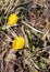 Coltsfoot blooms in spring on a meadow in spring