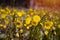 Coltsfoot bush in forest meadow, fresh yellow flowers and overblown with seeds, sun flare romantic mood, macro