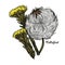 Coltsfoot coughwort, farfarae folium leaf, foalswort vector illustration. Tussilago farfara yellow flowers used in cosmetics. Herb