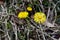 Coltsfoot - early spring flowers in the German Alps