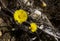 Coltsfoot early spring yellow flower medicinal plant