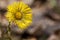 Coltsfoot field flower