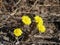 Coltsfoot  first spring flowers