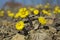 Coltsfoot, the first spring yellow flowers