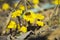 Coltsfoot, the first spring yellow flowers and bee