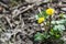 Coltsfoot flower on spring