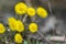 Coltsfoot flower on spring