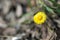 Coltsfoot flower on spring