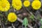 Coltsfoot flower on spring