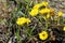 Coltsfoot flower (Tussilago farfara)