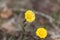 Coltsfoot flower Tussilago farfara