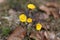 Coltsfoot flower Tussilago farfara