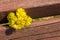 Coltsfoot flowers are on the bench in spring