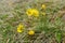 Coltsfoot flowers blooming in the meadow. Early spring yellow flowers