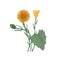 Coltsfoot flowers, buds and leaves isolated on white background. Elegant drawing of perennial plant or wild herb used in