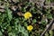 Coltsfoot flowers Tussilago Farfara in springtime