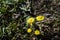 Coltsfoot flowers Tussilago Farfara in springtime