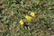 Coltsfoot flowers Tussilago Farfara in springtime