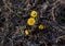 Coltsfoot or foalfoot four flowers in spring among dryed grass. Spring plant growth