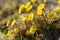 Coltsfoot or foalfoot medicinal wild herb. Farfara Tussilago plant growing in the field.