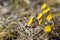 Coltsfoot or foalfoot medicinal wild herb. Farfara Tussilago plant growing in the field.