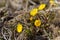 Coltsfoot or foalfoot medicinal wild herb. Farfara Tussilago plant growing in the field.