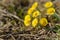 Coltsfoot or foalfoot medicinal wild herb. Farfara Tussilago plant growing in the field.