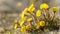 Coltsfoot or foalfoot medicinal wild herb. Farfara Tussilago plant growing in the field.