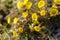 Coltsfoot or foalfoot medicinal wild herb. Farfara Tussilago plant growing in the field.