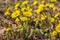 Coltsfoot foalfoot selective focus close-up, horizontal photo of yellow coltsfoot head colors