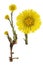 Coltsfoot medical- Tussilago farfara