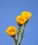 Coltsfoot (Tussilago farfara)