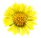 Coltsfoot (Tussilago farfara)