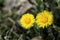 Coltsfoot Tussilago farfara healing plant and herbal medicine wildflower