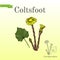 Coltsfoot tussilago farfara - medicinal plant