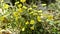Coltsfoot, Tussilago farfara, medicinal plant of Germany