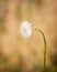 Coltsfoot, Tussilago farfara overblown plant. Spring white flower with blured background