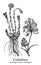 Coltsfoot. Vector hand drawn plant. Vintage medicinal plant sketch.