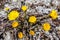 Coltsfoot yellow flower in spring on a hill with stones
