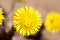 Coltsfoot yellow flower Sun like closeup top view
