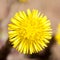 Coltsfoot yellow flower Sun like closeup top view