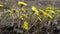 Coltsfoot Yellow primroses